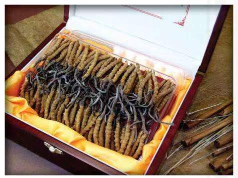 扎赉特冬虫夏草回收